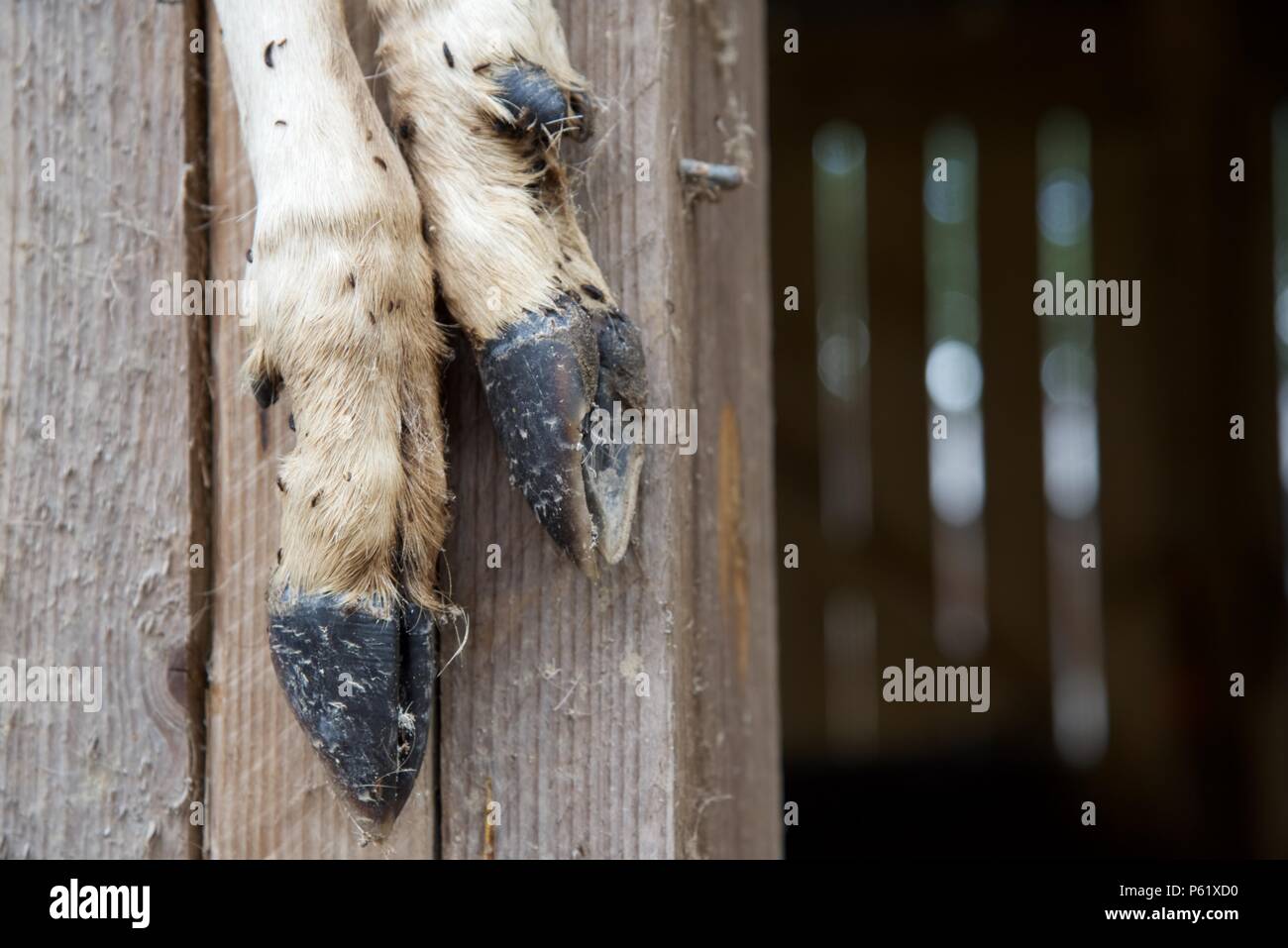 Fetlocks: Rehe fetlocks, kriechen die Larven des Käfers verstecken. Auf eine Scheune post Hung Stockfoto