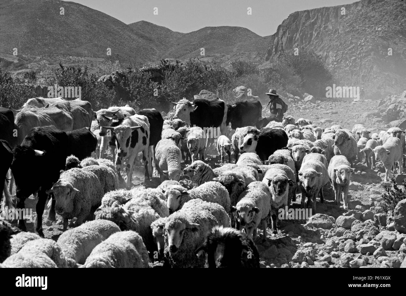 Ein AYMARA Frau Herden Vieh & Schafe entlang einem Feldweg in der Nähe der Ortschaft PUTRE - NORD, CHILE Stockfoto