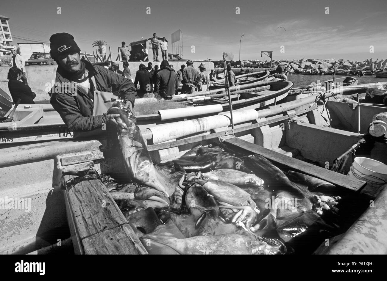 Fischer mit einer Fangmenge von Tintenfisch in das Dorf CONCON nördlich von VALPARAISO entlang der pazifischen Küste von CHILE Stockfoto