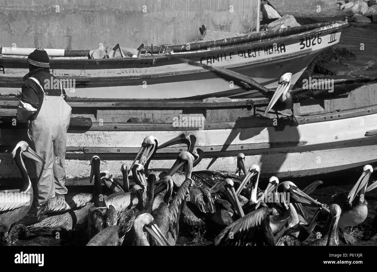 Fischer ernährt sich PELIKANE im Dorf CONCON nördlich von VALPARAISO entlang der pazifischen Küste von CHILE Stockfoto