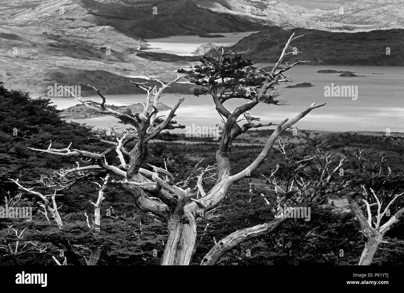 GUINDO oder BUCHE & SEE NORDENSKJOLD aus dem französischen TAL - Torres del Paine NP, Patagonien, Chile Stockfoto