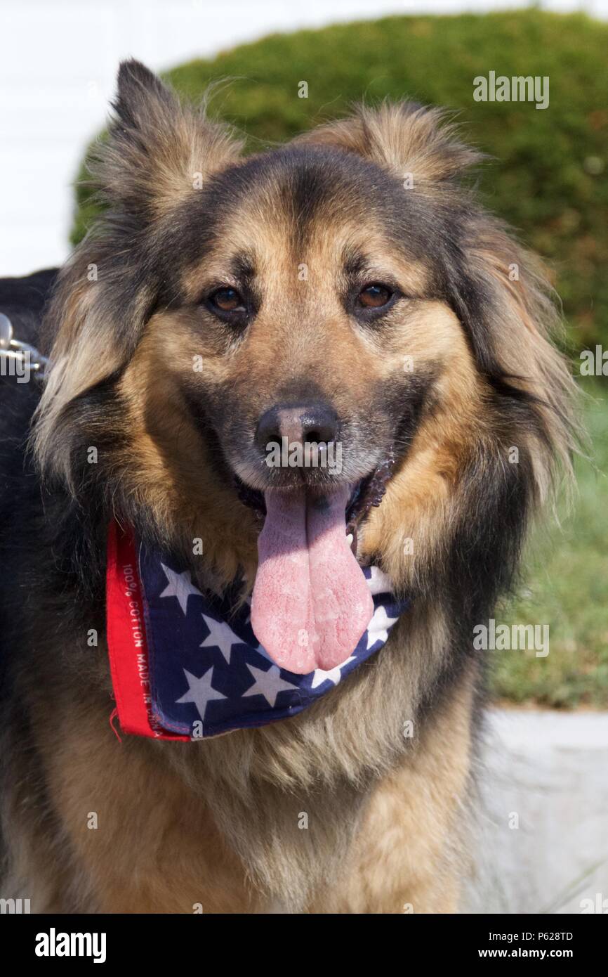 Ein collie- Schäferhund mix Hund trägt eine patriotische Amerikanische Flagge bandana in der Feier von Independence Day. Stockfoto