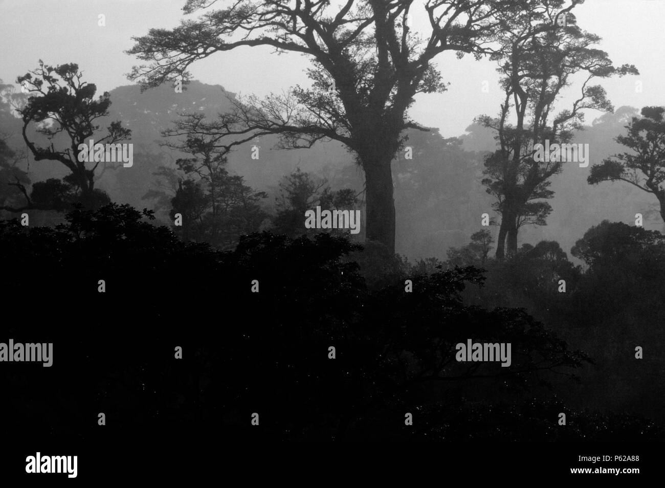 ORANGE Sonnenuntergang über Nebelwald Vordach in MONTEVERDE BIOLOGISCHE RESERVE - COSTA RICA Stockfoto