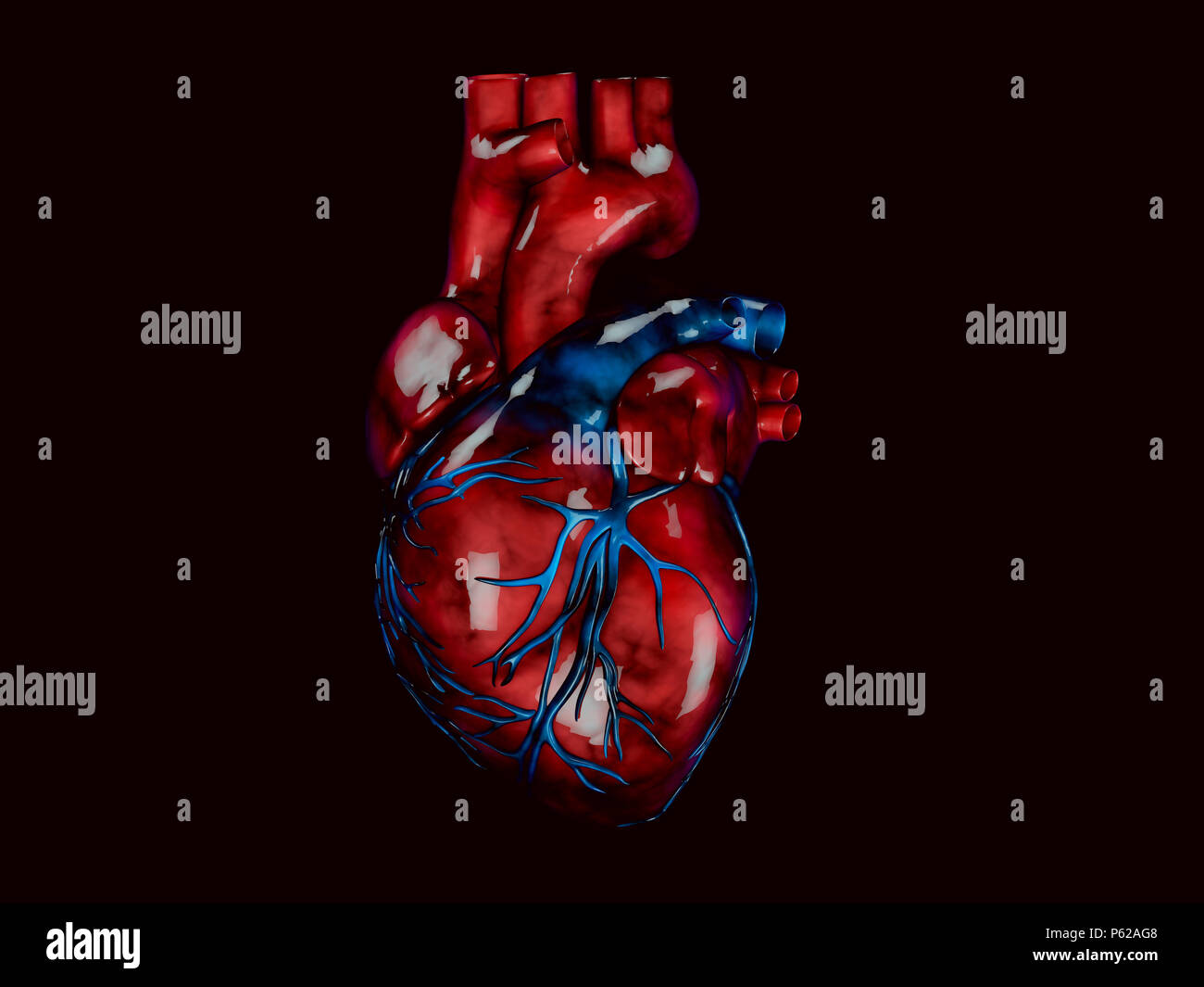 Anatomische Struktur Des Herzens Stockfotos Und Bilder Kaufen Alamy