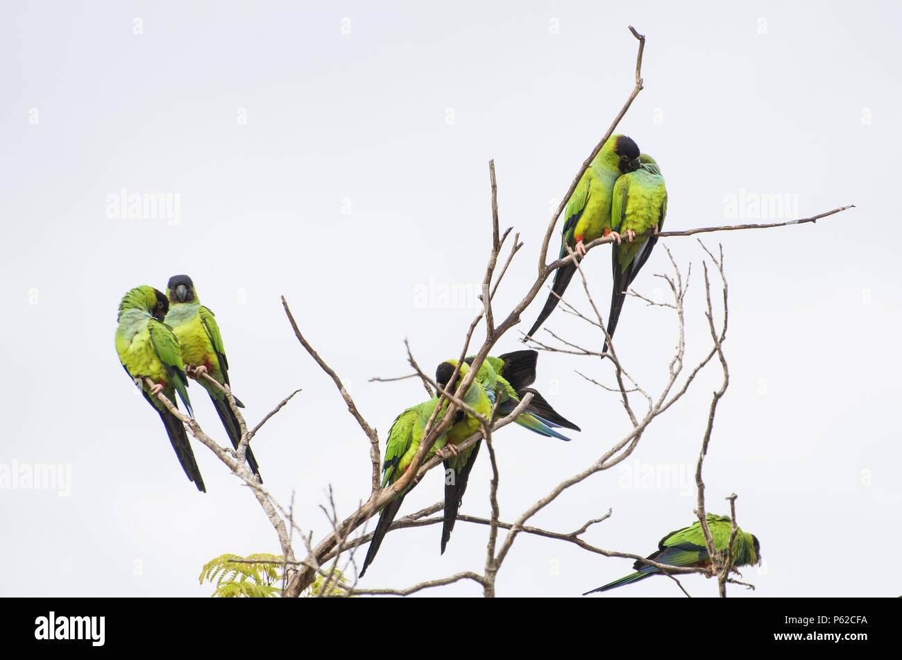Schöne Vögel oder Nanday Prince-Black Sittiche Sittich (Aratinga nenday) in einem Baum Im brasilianischen Pantanal. Stockfoto