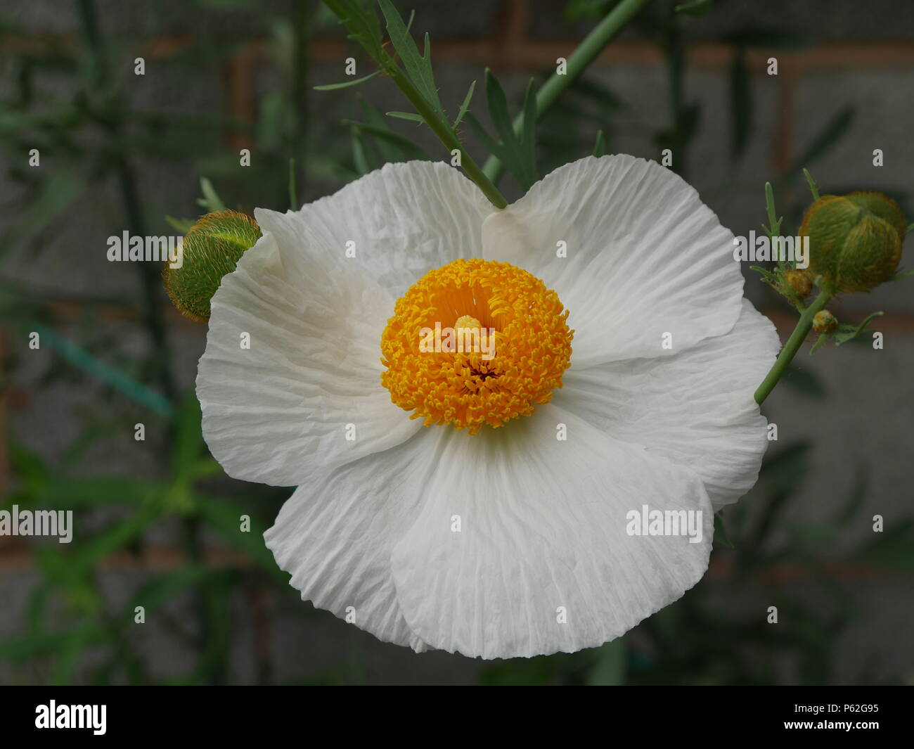 Romneya coulterii Stockfoto