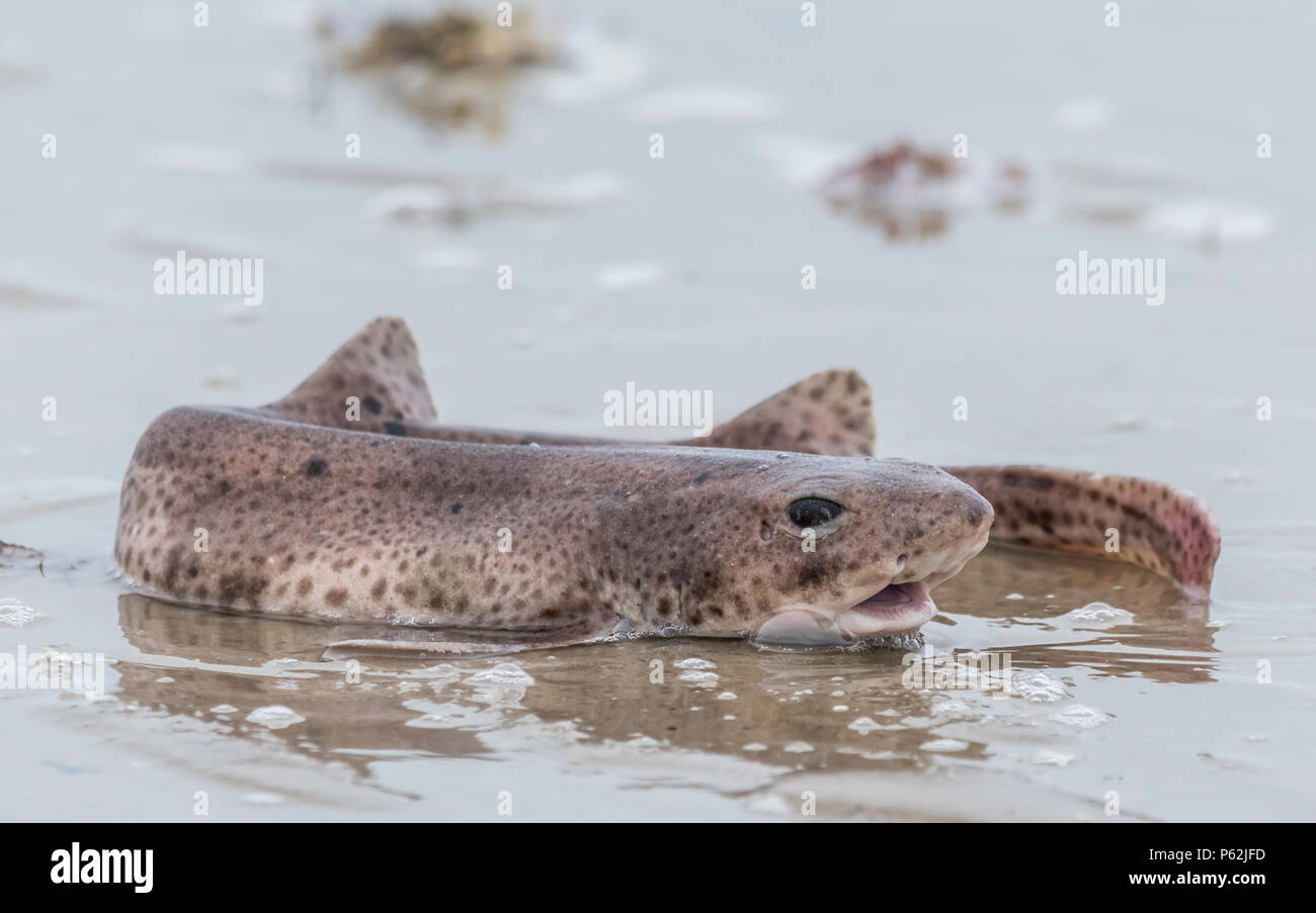 Sterbende Scyliorhinus canicula Fisch (Lesser Katzenhai, kleinen gefleckten Katzenhai Catshark, Sandstrände, raue Hound, Morgay, catshark) aus Wasser am Strand. Stockfoto