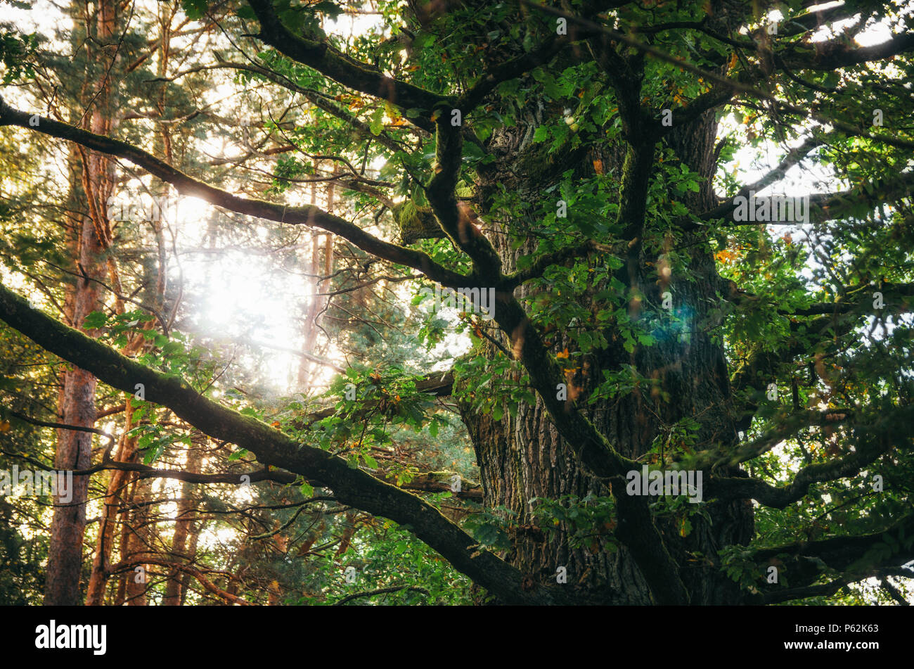 Alte grosse Eiche mit Sunburst scheint durch Stockfoto