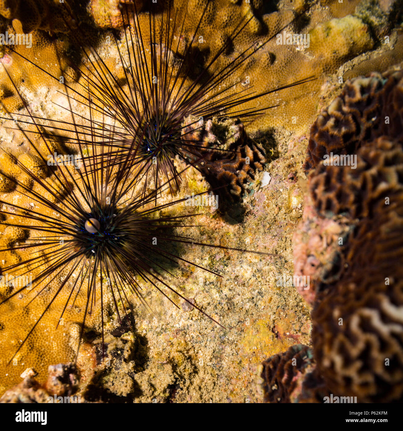 Urchin auf Korallenriff von Koh Tao Stockfoto