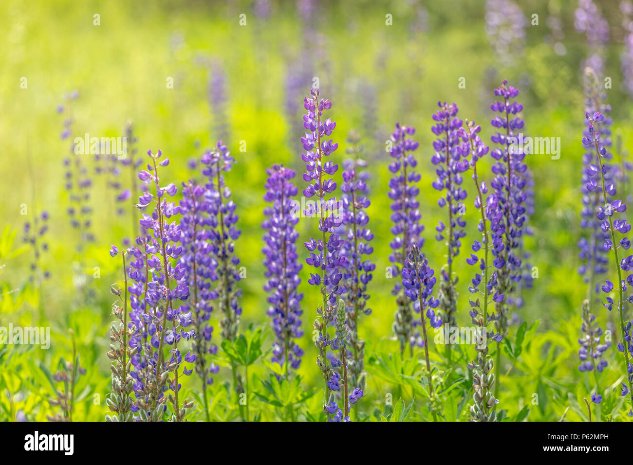 Lupin Bluhen Blumen Ein Feld Von Lupinen Violett Und Rosa Lupine