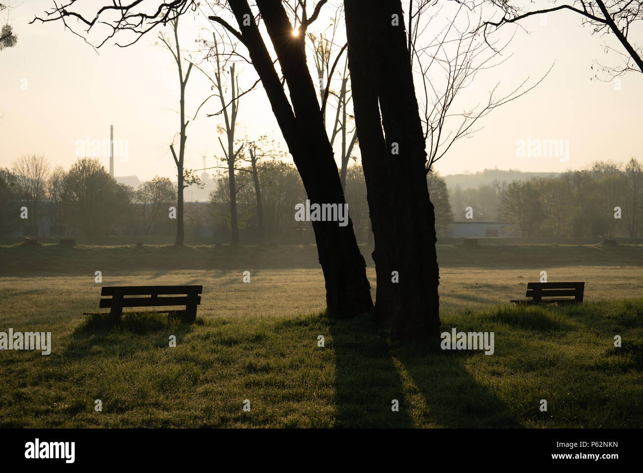 Die Stämme der Bäume im städtischen Park am Morgen Stockfoto
