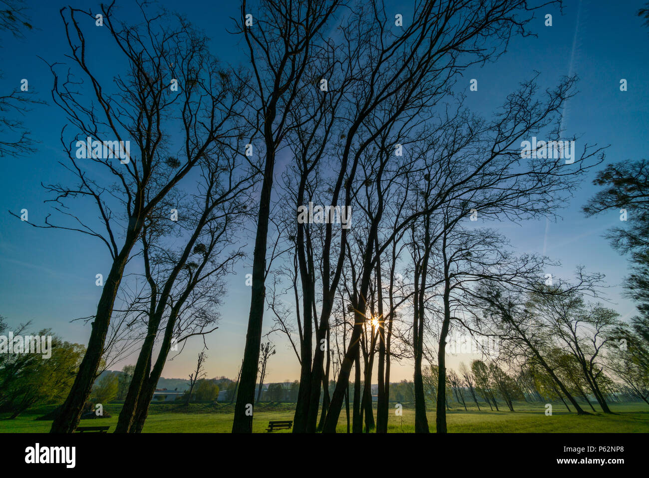 Sonnenaufgang in städtischen Park. Am frühen Morgen Stockfoto