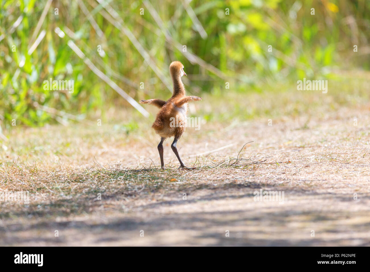 11 Tage Sandhill Crane Baby an Reifel Vogelschutzgebiet, Vancouver BC Kanada Stockfoto