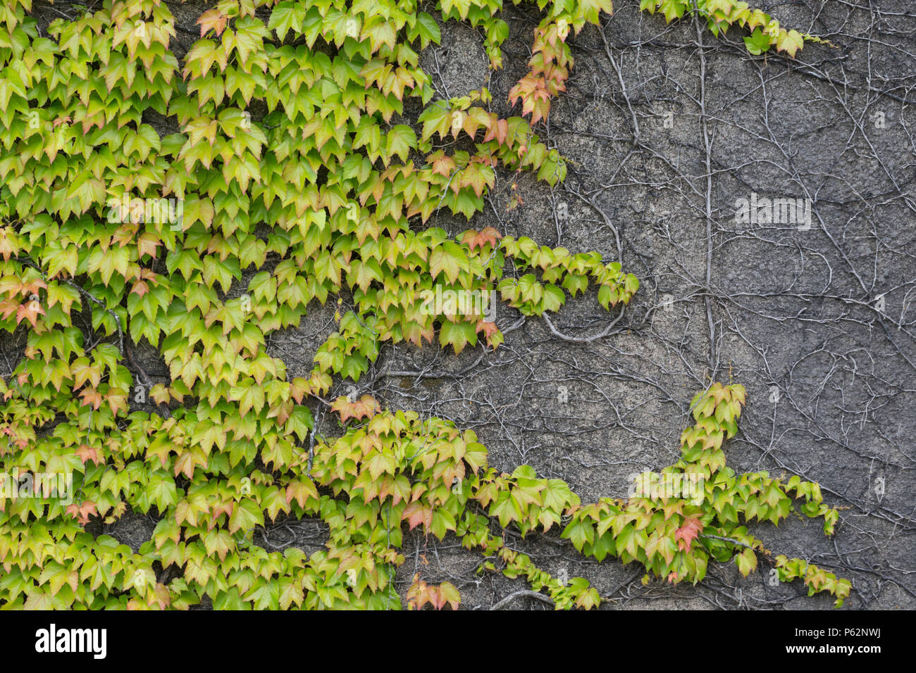 Efeu bedeckten Wand für Textur backgrouns verwenden Stockfoto