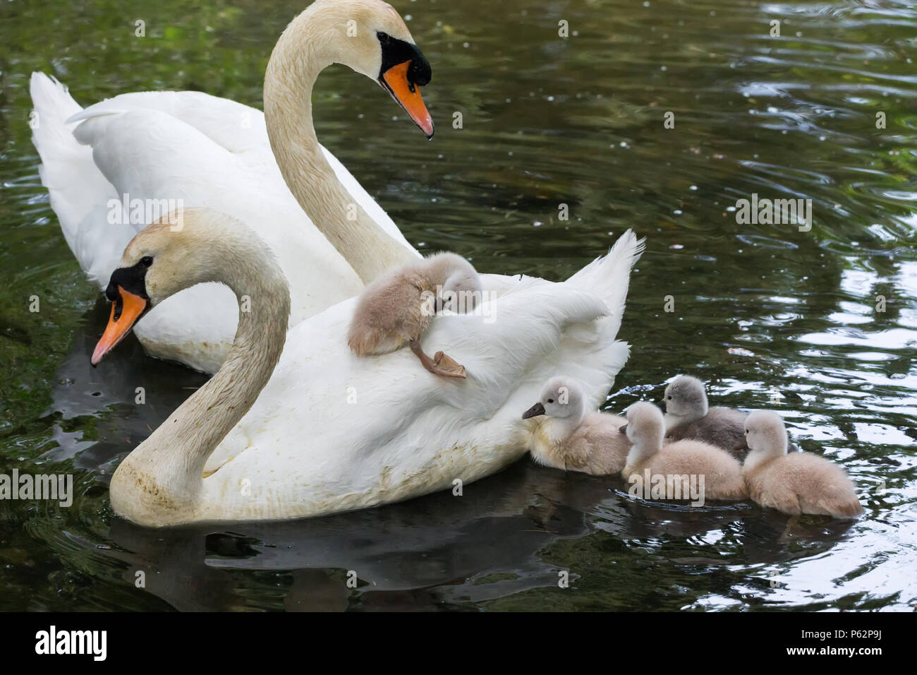 Höckerschwan Baby an Ambleside Park, Vancouver BC Kanada Stockfoto