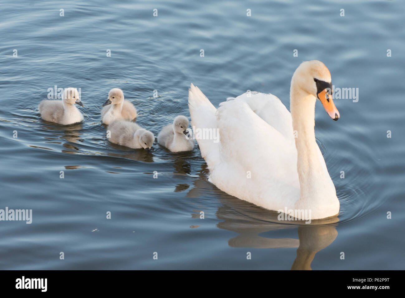 Höckerschwan Mutter mit Babys, cygnets, Schwimmen mit Babys um Sie herum, Cygnus olor, Fluss Ant, Norfolk Broads, UK, Mai Stockfoto