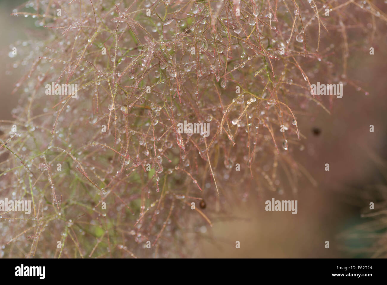 Europäischen smoketree (Cotinus coggygria) Blumen Makro mit Wassertropfen Stockfoto