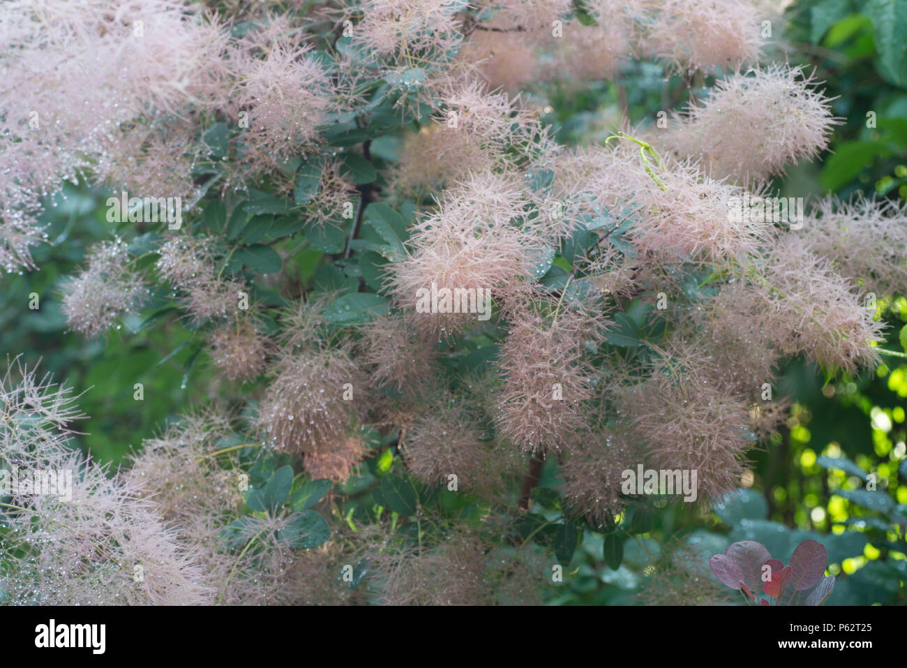 Europäischen smoketree (Cotinus coggygria) Blumen Makro mit Wassertropfen Stockfoto