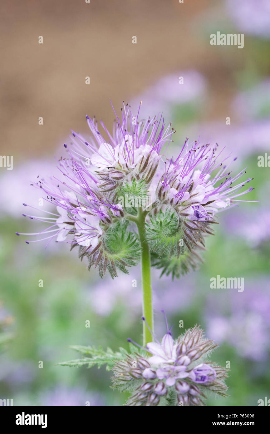 Phacelia Tanacetifolia wächst in einem englischen Garten. Stockfoto