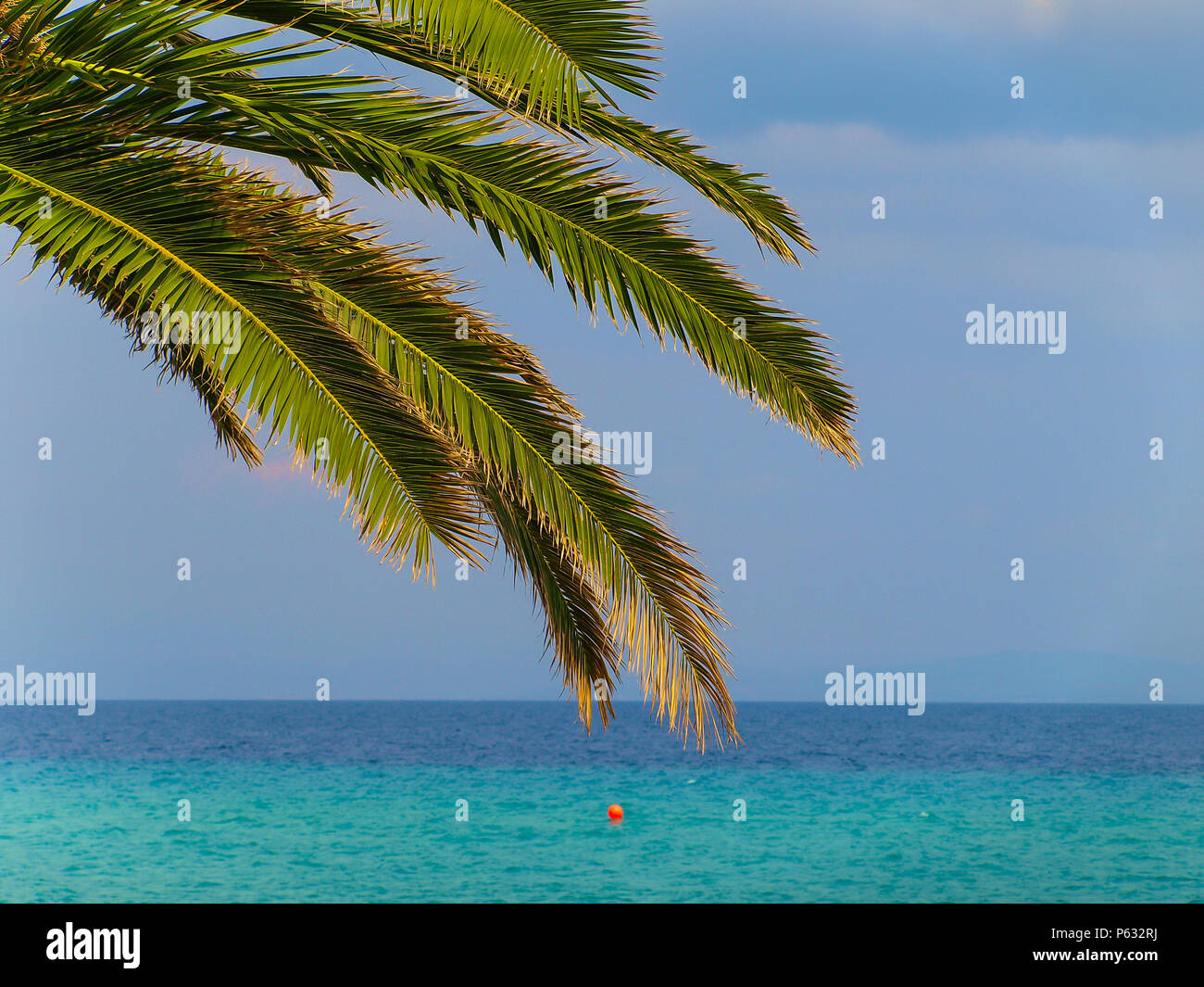 Palmenblättern und brenches über dem türkisblauen Wasser der Ägäis in Kallithea, Griechenland Stockfoto