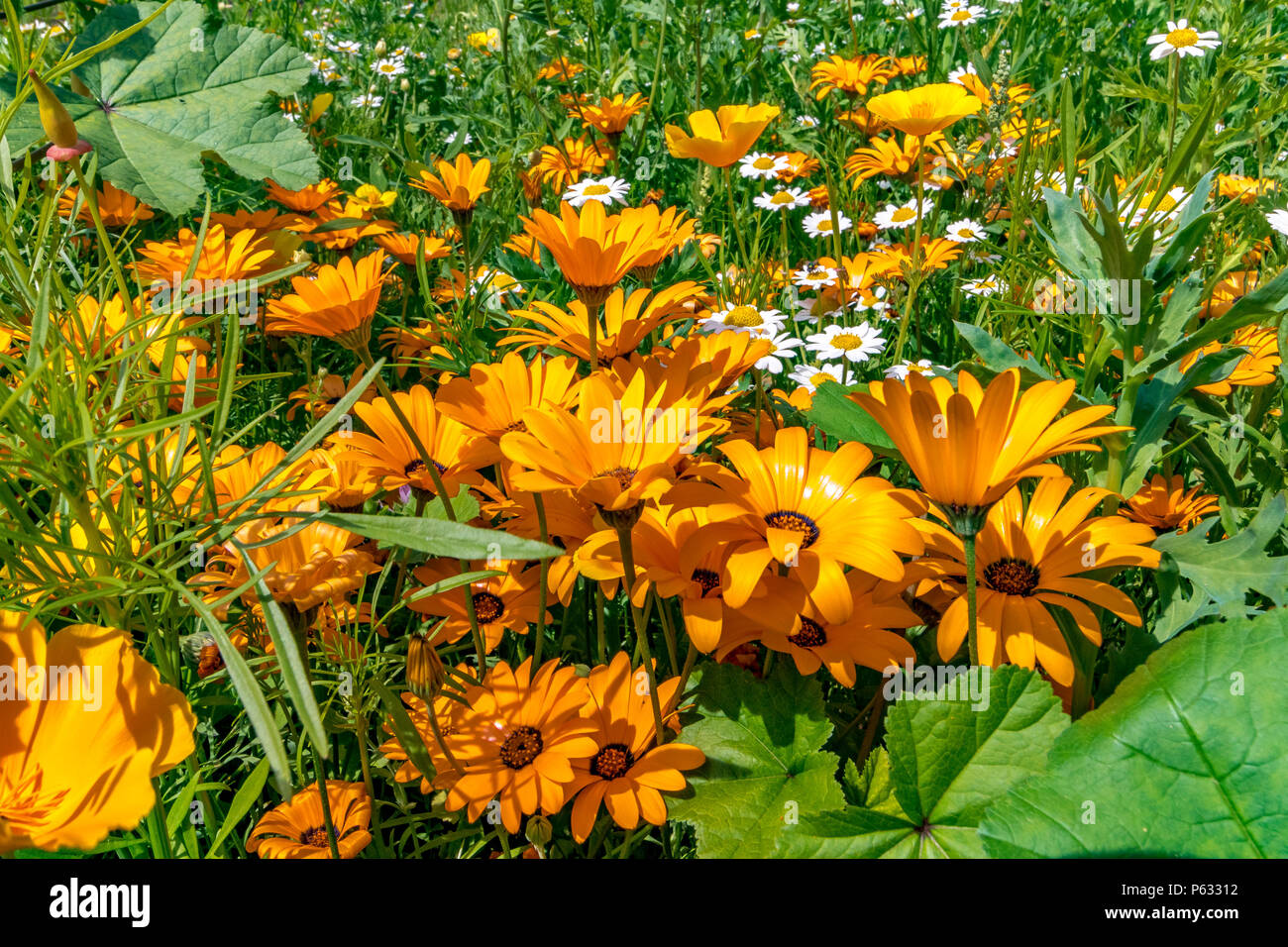 Dimorphotheca sinuata oder Drüsenartige Kapmarigold. Auch bekannt als Namaqualand Daisy, eine einheimische Pflanze aus Südafrika, England, Großbritannien Stockfoto