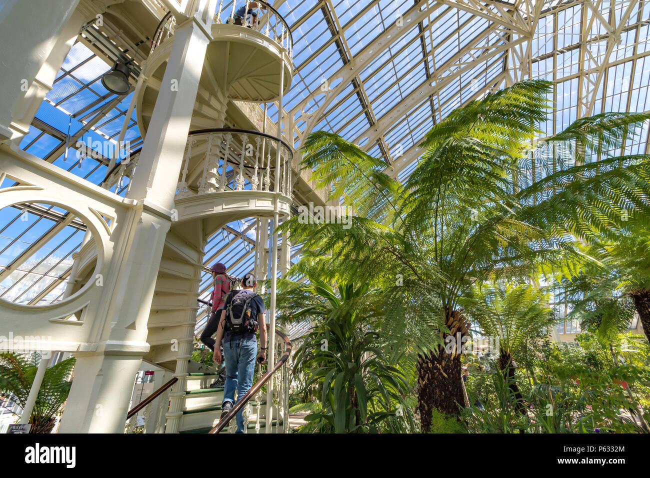 Eine große Dicksonia Antartica oder Australian Tree Fern steht neben Menschen, die die Treppe im gemäßigten Haus in Kew Gardens, London, Großbritannien, erklimmen Stockfoto