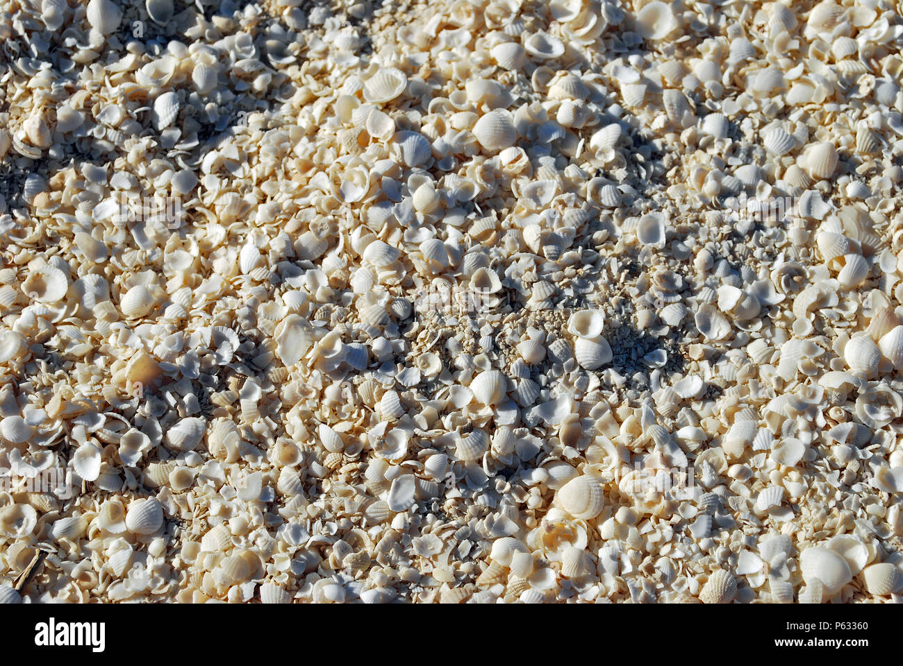 Shell Beach, Western Australia, Australia Stockfoto