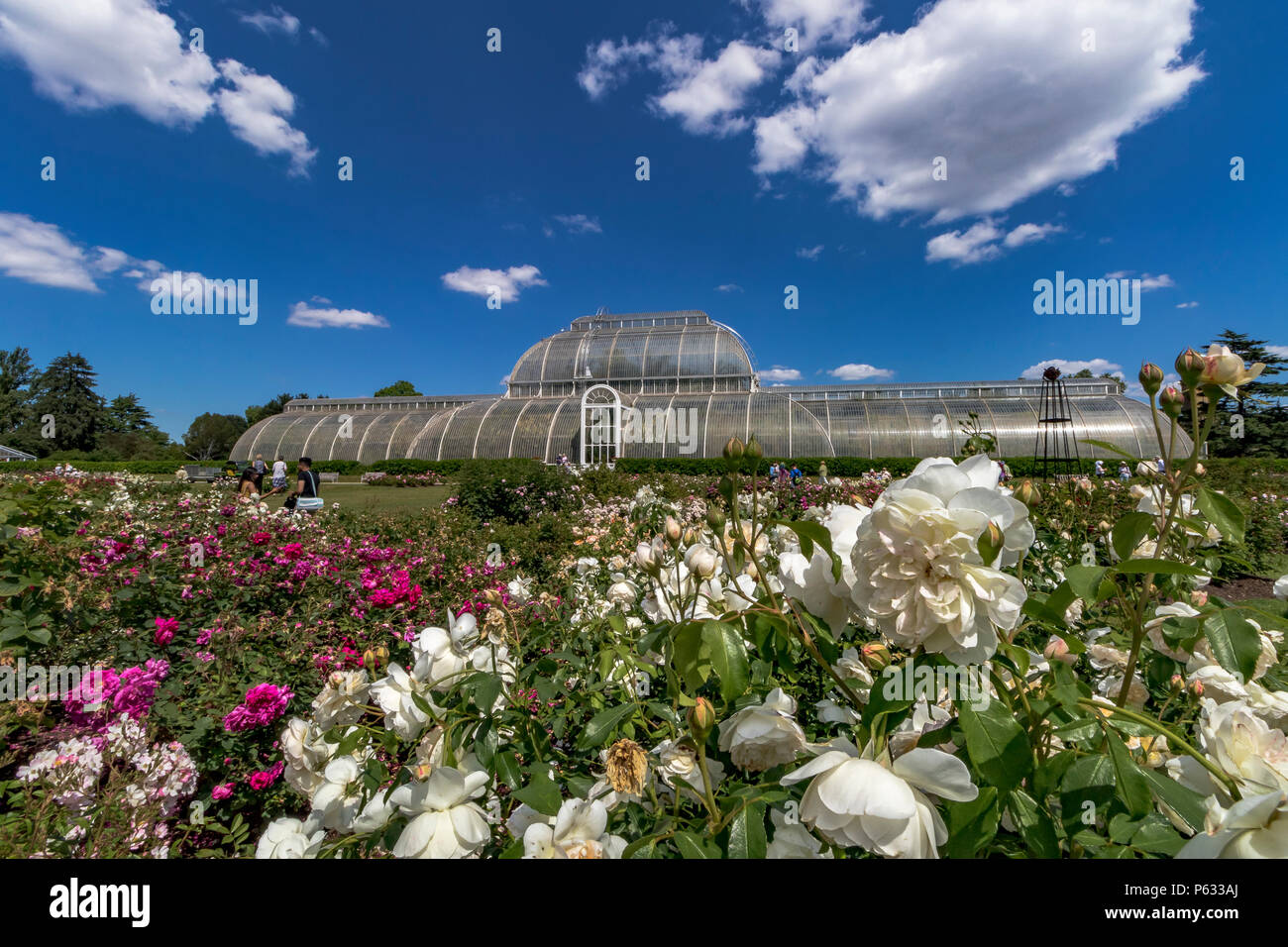 Das Palm House und Rose Garden an der Royal Botanic Gardens, Kew, Stockfoto