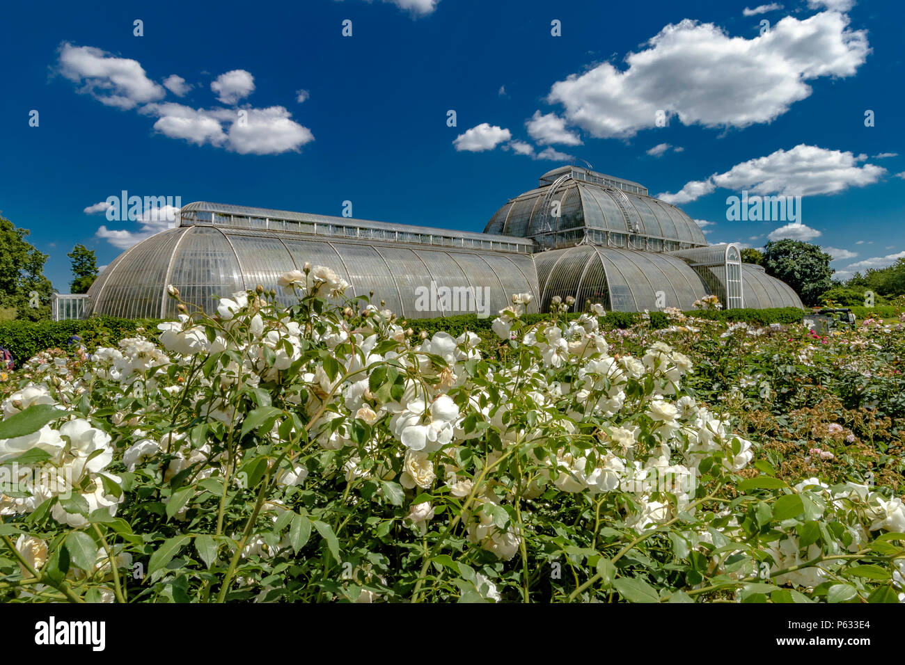 Weiße Rosen, Rosa Lichfield Angel im Rosengarten vor dem Palmenhaus im Royal Botanic Gardens, Kew Stockfoto