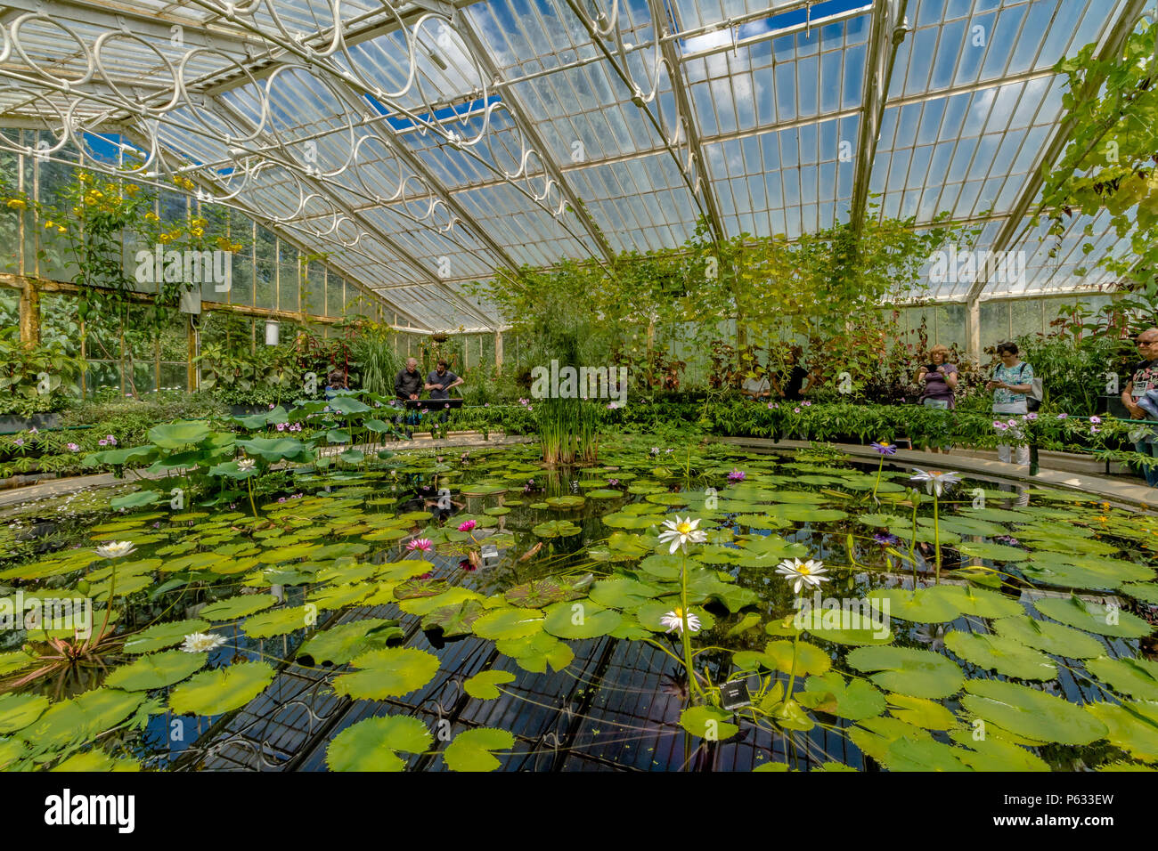 Kew Gardens Seerose Haus, das heißeste und feuchteste Umwelt bei Kew Royal Botanic Gardens, Kew, London Stockfoto