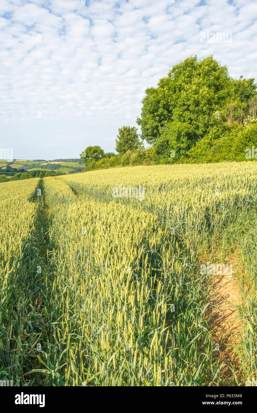 UK Weizenfeld. Grün reifende Weizen / Triticum Ernte in einem Feld mit Sommerhimmel hinter. Lebensmittel, die auf dem Feld wachsen. Grünes Weizenfeld blauer Himmel. Stockfoto