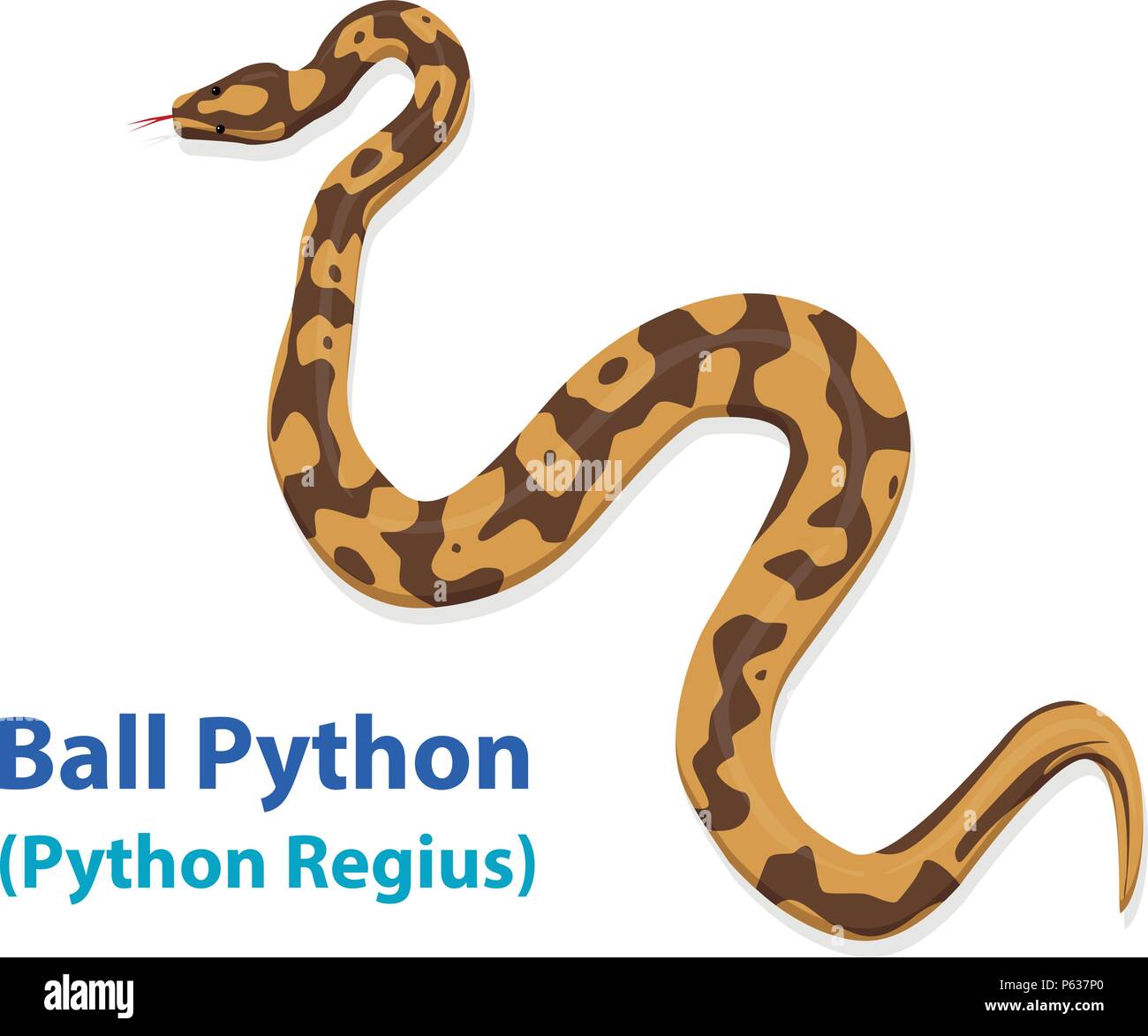 Realistische Ball Python Schlange in Vector art design, Ansicht von oben Stock Vektor