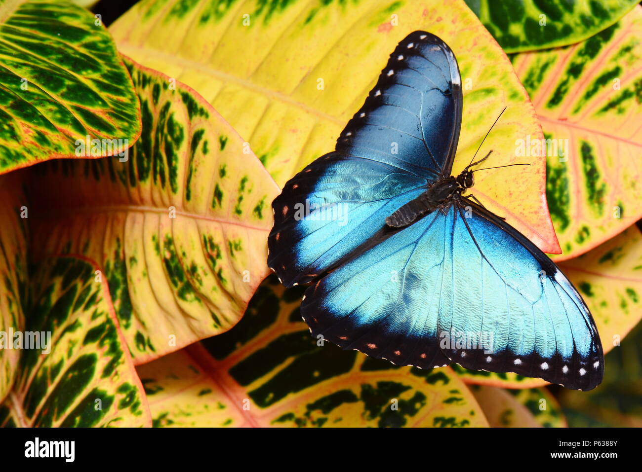 Blaue Morpho butterfly auf einem Croton Pflanze Stockfoto