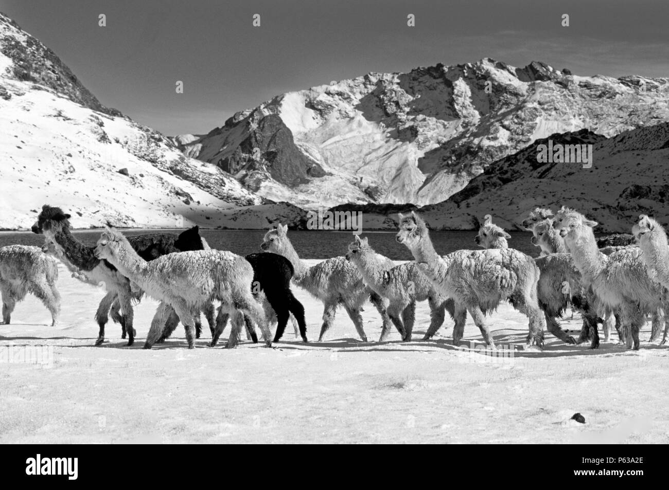 Eine Herde von Schnee bestäubt Alpakas Pass von LAGUNA JATUN PUCACOCHA - AUZANGATE TREK, PERUANISCHEN ANDEN Stockfoto