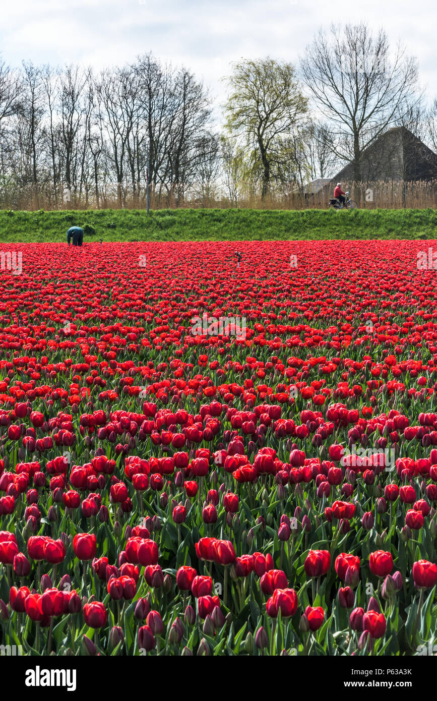 Bauer arbeitet in seinem tulpenfeld in West Friesland, Niederlande, während eine Person auf einem roten Motorrad Fahrten durch auf der Straße. Stockfoto