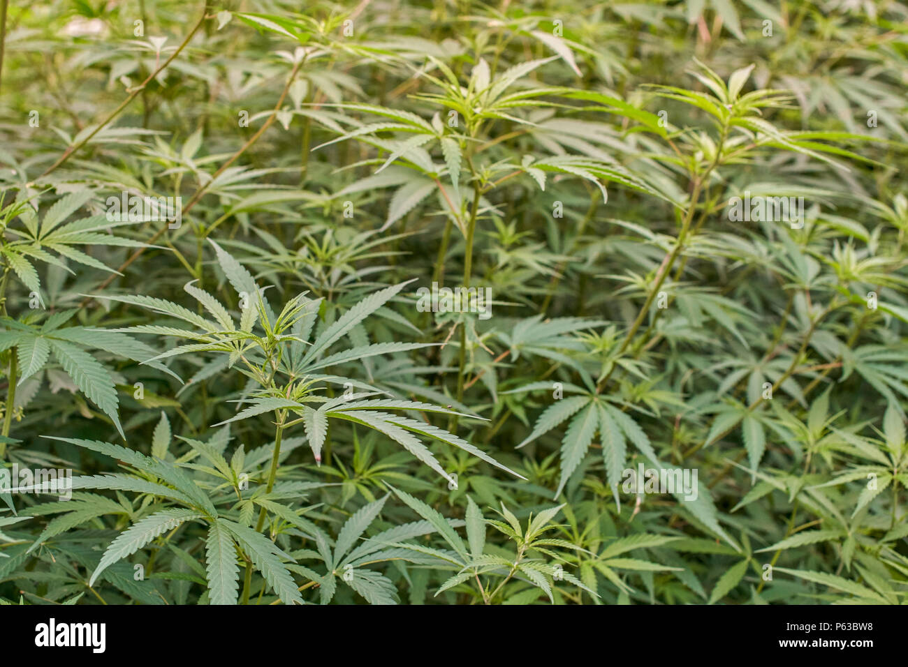 Medizinisches Marihuana wild wachsenden außerhalb in die Berge des Himalaja Stockfoto