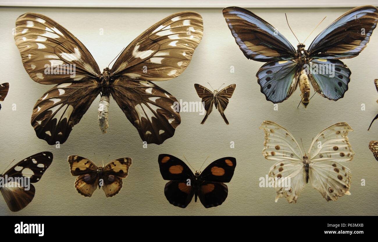 MARIPOSAS. Museum für Naturkunde (Museo de Historia Natural). Berlín. Alemania. Europa. Stockfoto