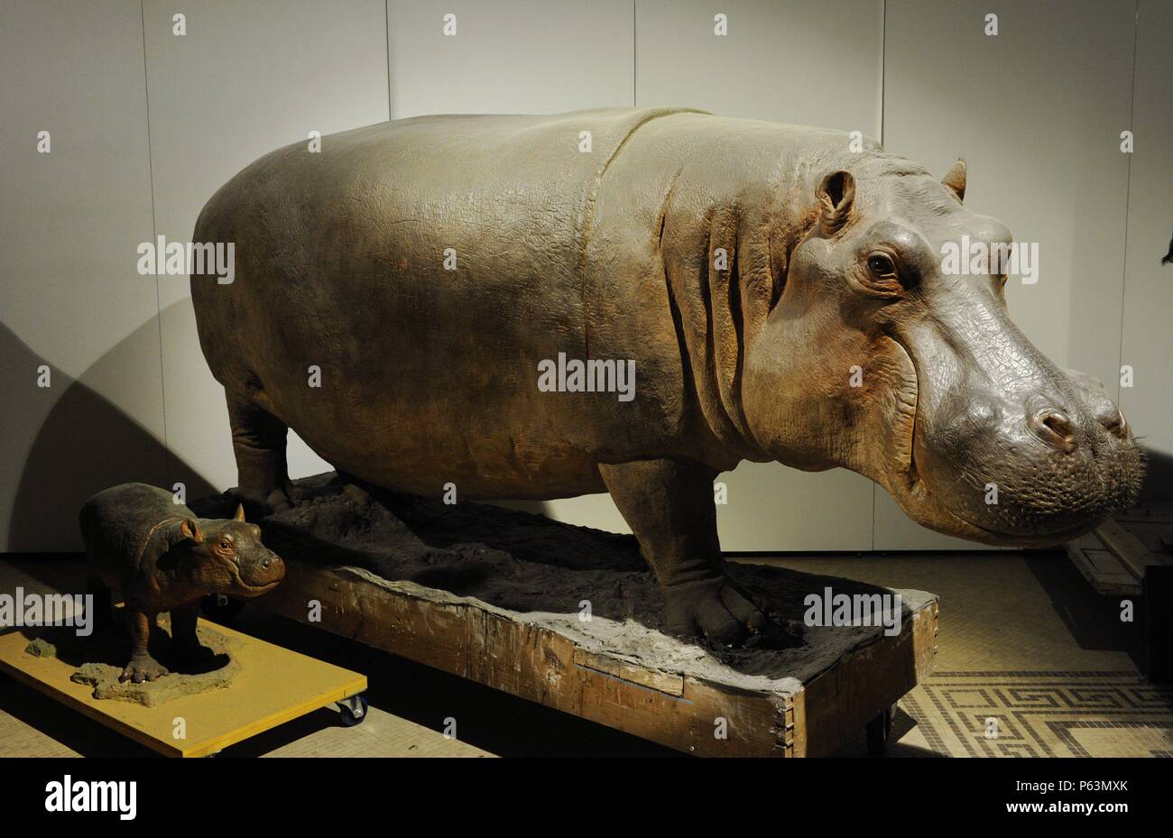 Taxidermia. Hipopótamo disecado. Museum für Naturkunde (Museo de Historia Natural). Berlín. Alemania. Europa. Stockfoto