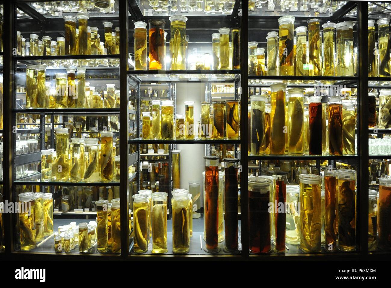 Museum für Naturkunde (Museo de Historia Natural). Berlín. Alemania. Europa. Stockfoto