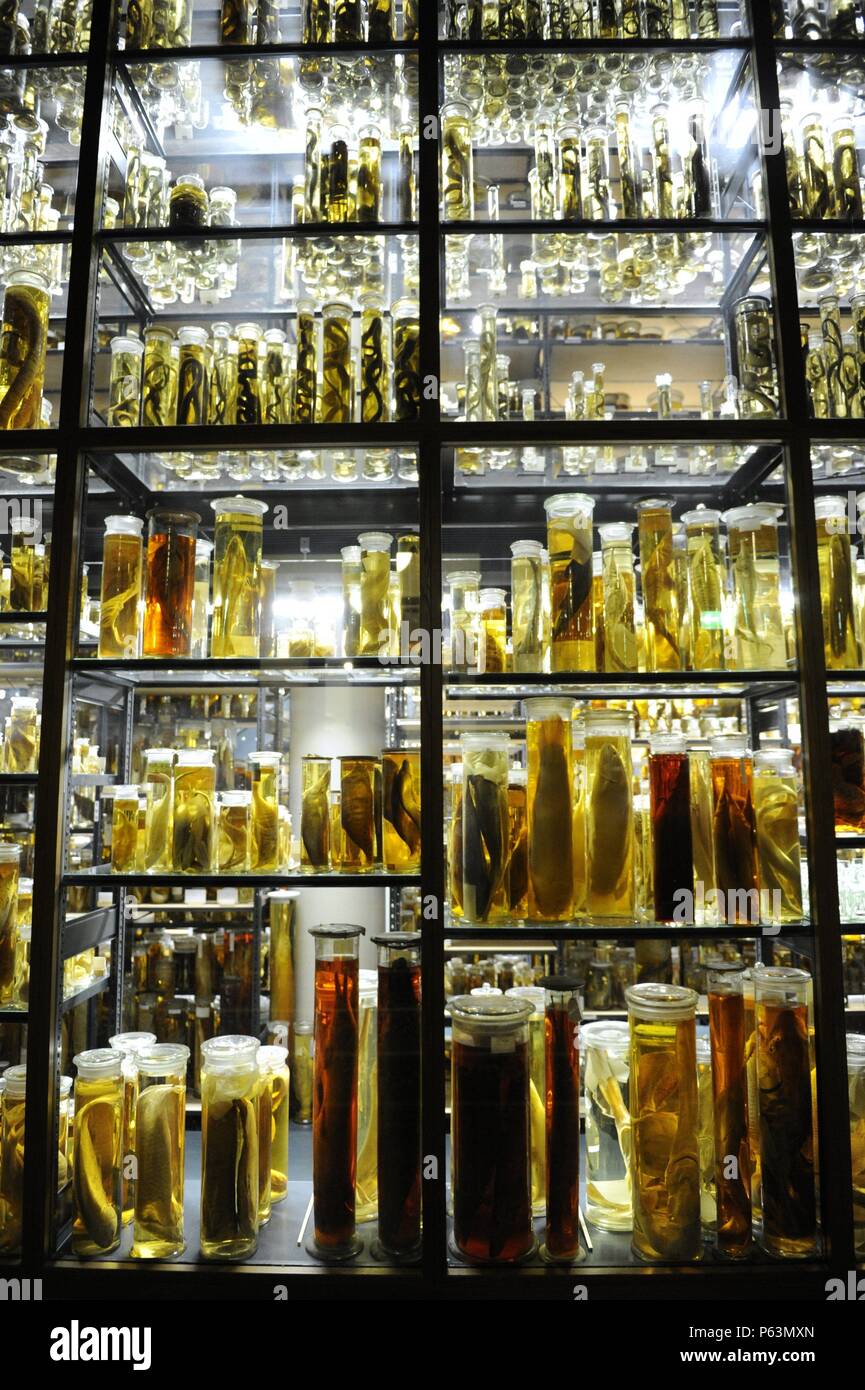 Museum für Naturkunde (Museo de Historia Natural). Berlín. Alemania. Europa. Stockfoto