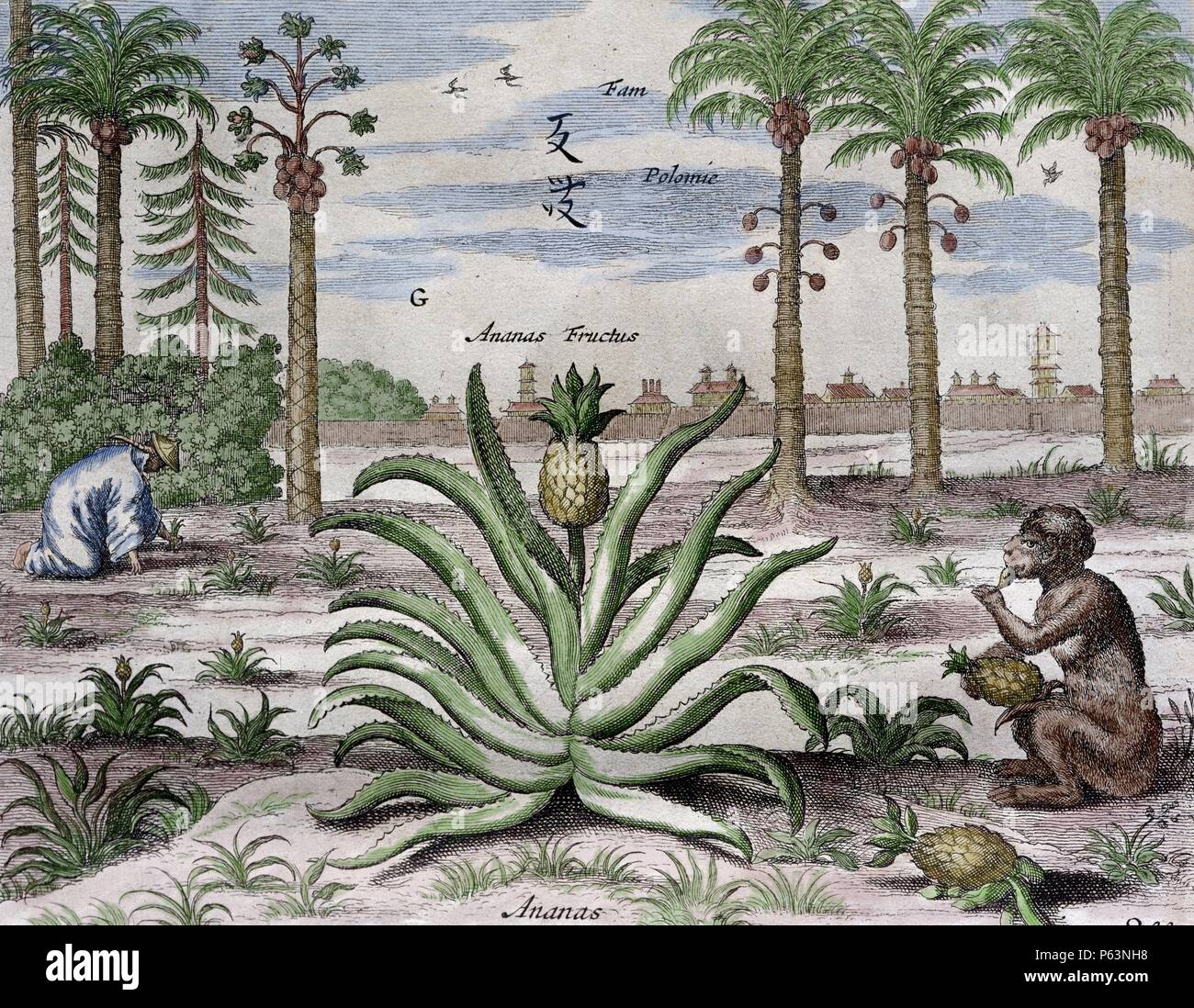 Athanasius Kircher (1601/1602 Ð 1680) (manchmal fälschlicherweise Kirchner buchstabiert). Deutsche Jesuit Gelehrter, der rund 40 Werke veröffentlicht, vor allem im Bereich der Orientalistik, Geologie und Medizin. China monumentis, Qua Qua sacris profanis, 1667. Palm und Ananas. Gefärbt. Stockfoto