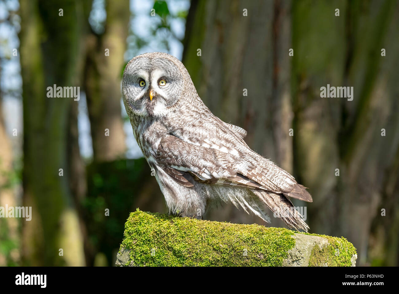 Graue Eule sitzt auf einem Stein an der Wand in einem Wald (nachzuchten) Stockfoto