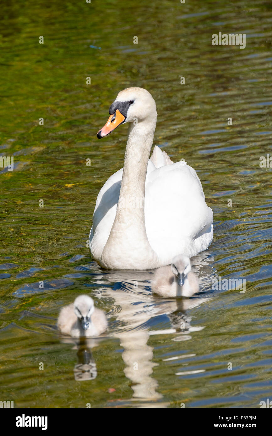 Mute swan family auf örtlichen Binnenwasserstraßen Stockfoto