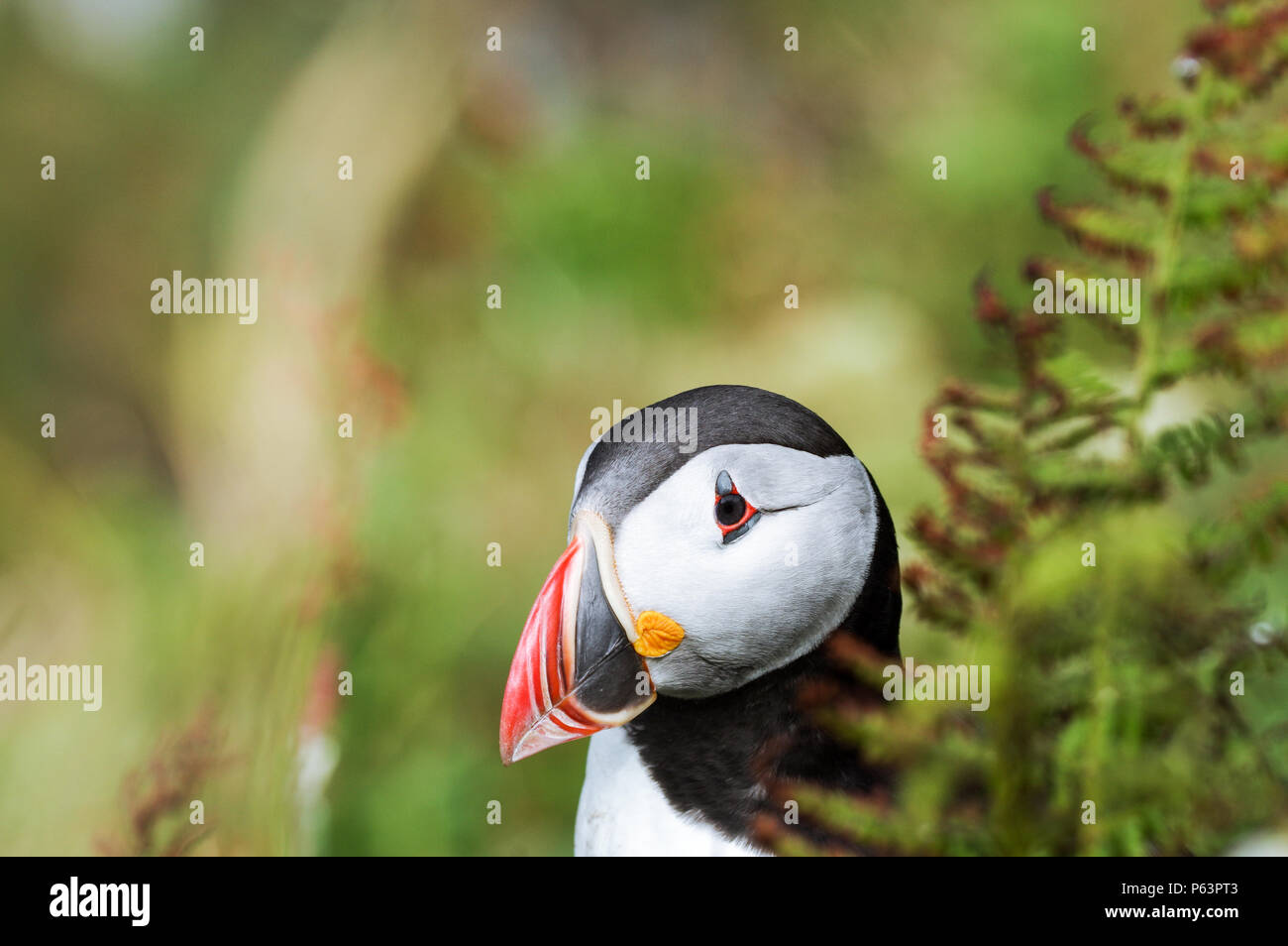 Atlantic Papageientaucher Verschachtelung auf Lunga - Treshnish-inseln (Innere Hebriden, Schottland) Stockfoto