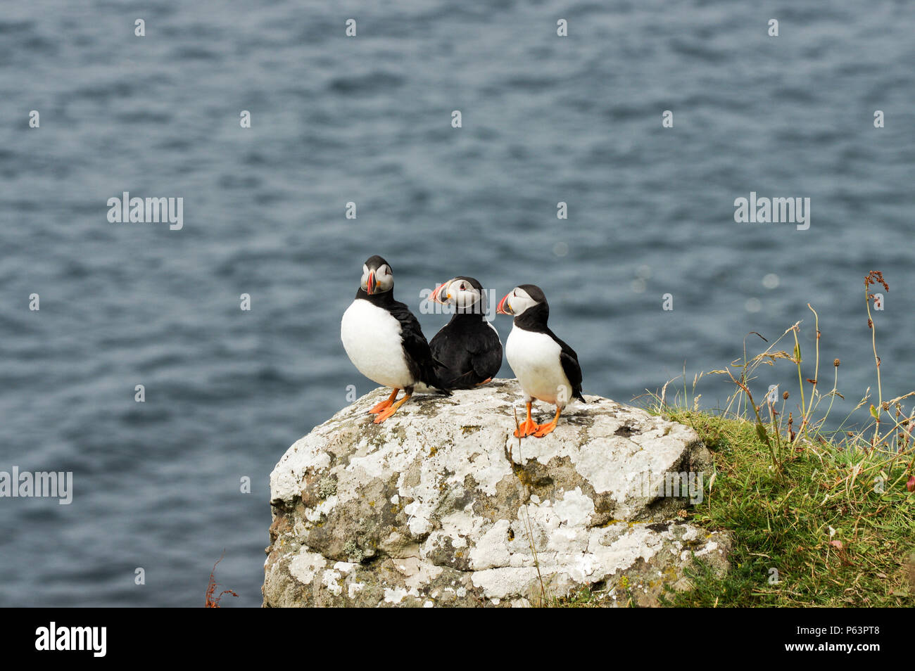 Atlantic Papageientaucher Verschachtelung auf Lunga - Treshnish-inseln (Innere Hebriden, Schottland) Stockfoto