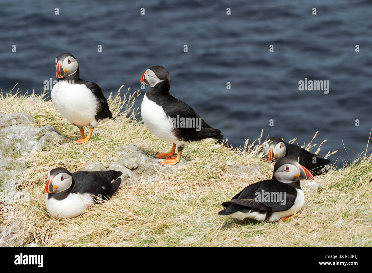 Atlantic Papageientaucher Verschachtelung auf Lunga - Treshnish-inseln (Innere Hebriden, Schottland) Stockfoto