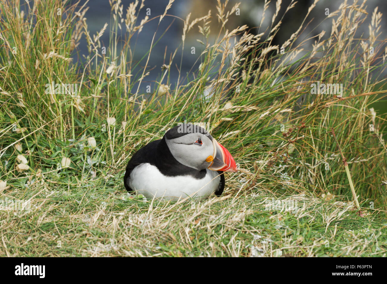 Atlantic Papageientaucher Verschachtelung auf Lunga - Treshnish-inseln (Innere Hebriden, Schottland) Stockfoto