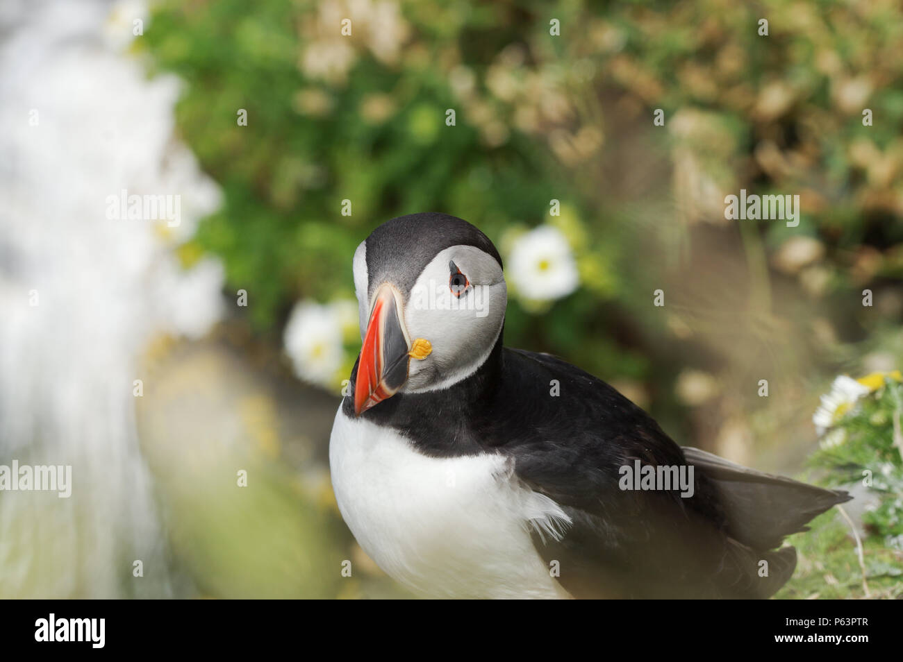 Atlantic Papageientaucher Verschachtelung auf Lunga - Treshnish-inseln (Innere Hebriden, Schottland) Stockfoto