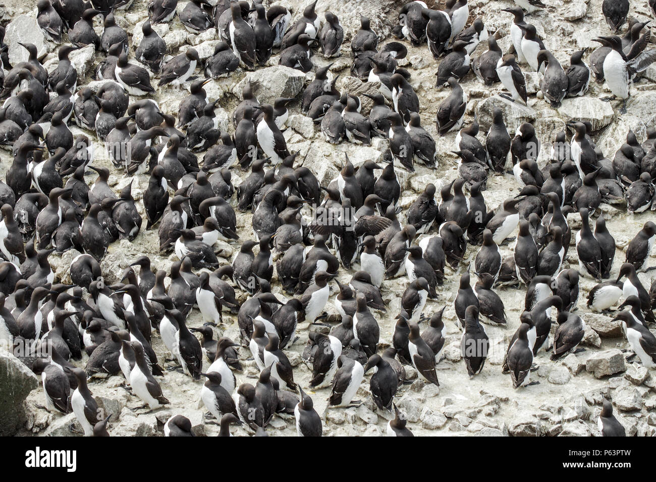 Tordalk (Alca torda) Verschachtelung auf Lunga - Treshnish-inseln (Innere Hebriden, Schottland) Stockfoto