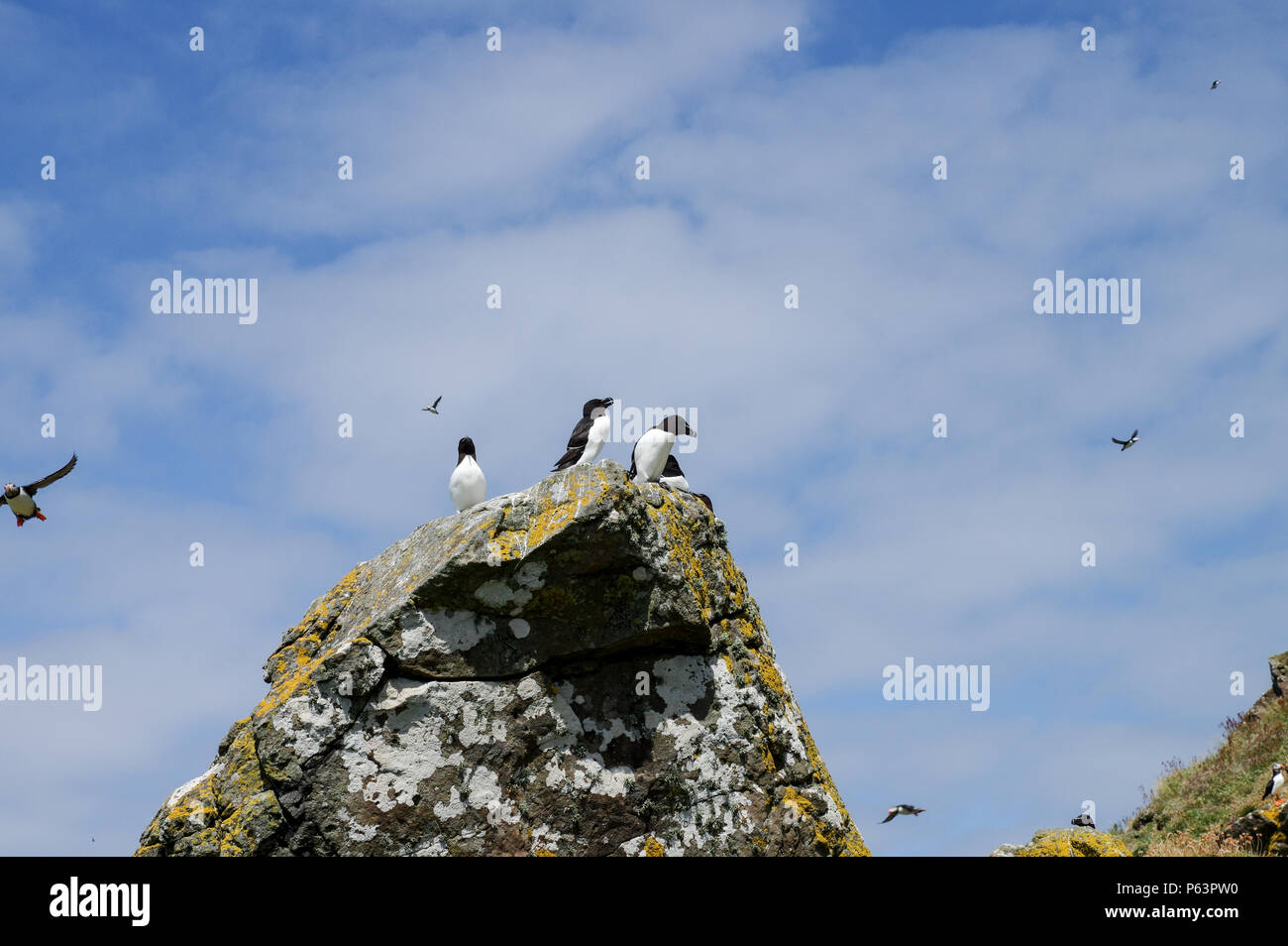 Tordalk (Alca torda) Verschachtelung auf Lunga - Treshnish-inseln (Innere Hebriden, Schottland) Stockfoto